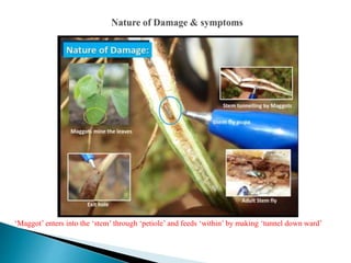 ‘Maggot’ enters into the ‘stem’ through ‘petiole’ and feeds ‘within’ by making ‘tunnel down ward’
 