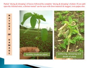 Partial ‘drying & drooping’ of leaves followed by complete ‘drying & drooping’ of plant. If you split
open the infested stem, a distinct tunnel’ can be seen with fross material & maggot, even pupae also.
 