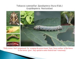 ‘Early instars’ feed ‘gregariously’ by ‘scraping the green tissues’ from ‘lower surface’ of the leaves.
As the larvae ‘grow’, they spread to entire field & feed ‘voraciously’
 