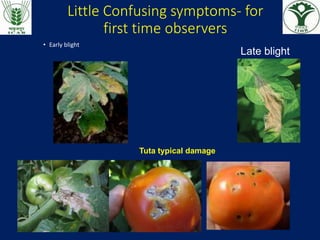 Little Confusing symptoms- for
first time observers
• Early blight
Late blight
Tuta typical damage
 