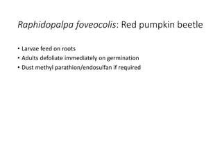 Raphidopalpa foveocolis: Red pumpkin beetle
• Larvae feed on roots
• Adults defoliate immediately on germination
• Dust methyl parathion/endosulfan if required
 