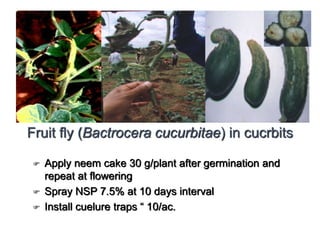  Apply neem cake 30 g/plant after germination and
repeat at flowering
 Spray NSP 7.5% at 10 days interval
 Install cuelure traps “ 10/ac.
Fruit fly (Bactrocera cucurbitae) in cucrbits
 