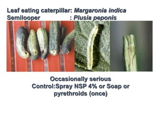 Leaf eating caterpillar: Margaronia indica
Semilooper : Plusia peponis
Occasionally serious
Control:Spray NSP 4% or Soap or
pyrethroids (once)
 