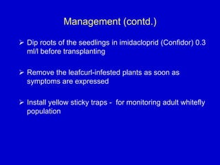 Management (contd.)
 Dip roots of the seedlings in imidacloprid (Confidor) 0.3
ml/l before transplanting
 Remove the leafcurl-infested plants as soon as
symptoms are expressed
 Install yellow sticky traps - for monitoring adult whitefly
population
 