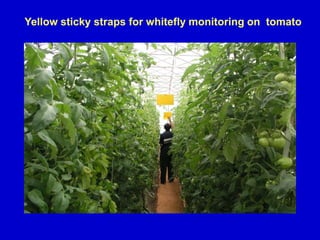 Yellow sticky straps for whitefly monitoring on tomato
 
