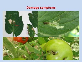Damage symptoms
 