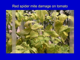 Red spider mite damage on tomato
 