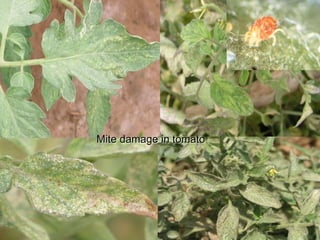Mite damage in tomato
 