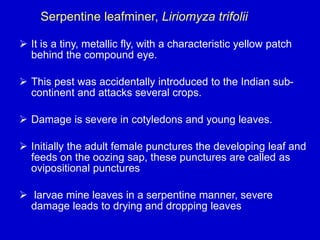 Serpentine leafminer, Liriomyza trifolii
 It is a tiny, metallic fly, with a characteristic yellow patch
behind the compound eye.
 This pest was accidentally introduced to the Indian sub-
continent and attacks several crops.
 Damage is severe in cotyledons and young leaves.
 Initially the adult female punctures the developing leaf and
feeds on the oozing sap, these punctures are called as
ovipositional punctures
 larvae mine leaves in a serpentine manner, severe
damage leads to drying and dropping leaves
 