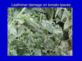 Leafminer damage on tomato leaves
 