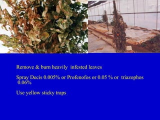 Remove & burn heavily infested leaves
Spray Decis 0.005% or Profenofos or 0.05 % or triazophos
0.06%
Use yellow sticky traps
 