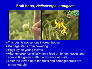 Fruit borer, Helicoverpa armigera
This pest is not serious in greenhouse.
Damage starts from flowering.
Eggs lay on young leaves.
After emergence initially larva feed on tender leaves and
scrape the green matter in absence of fruits,
Later the larvae bore the fruits and damaged fruits are
unmarketable.
 