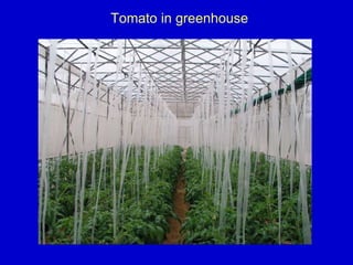 Tomato in greenhouse
 