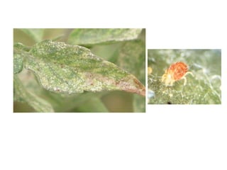 Tomato red spider mite
 