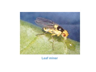 Leaf miner
 