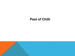Pest of Chilli
 