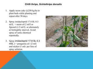 Chilli thrips, Scirtothrips dorsalis
1. Apply neem cake @250 kg/ha to
plant beds while planting and
repeat after 30 days
2. Spray imidacloprid 17.8 SL 0.3
ml/L + neem oil 2 ml/l or
fipronil (1.5 ml/l) or alternately
at fortnightly interval. Avoid
spray of same chemical
repeatedly.
3. Spray imidacloprid 17.8 SL 0.3
ml/L ) + pongamia oil (2 ml)
and sticker (1 ml) per litre of
spray solution.
 