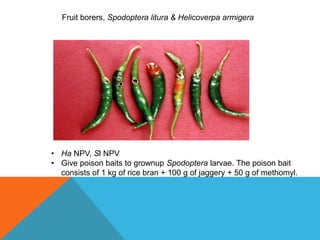 Fruit borers, Spodoptera litura & Helicoverpa armigera
• Ha NPV, Sl NPV
• Give poison baits to grownup Spodoptera larvae. The poison bait
consists of 1 kg of rice bran + 100 g of jaggery + 50 g of methomyl.
 