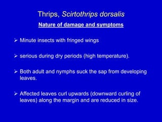 Thrips, Scirtothrips dorsalis
Nature of damage and symptoms
 Minute insects with fringed wings
 serious during dry periods (high temperature).
 Both adult and nymphs suck the sap from developing
leaves.
 Affected leaves curl upwards (downward curling of
leaves) along the margin and are reduced in size.
 