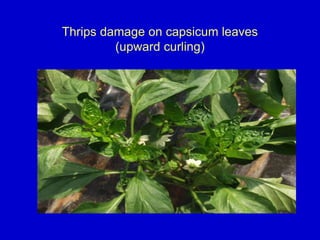 Thrips damage on capsicum leaves
(upward curling)
 