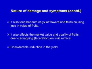 Nature of damage and symptoms (contd.)
 It also feed beneath calyx of flowers and fruits causing
loss in value of fruits.
 It also affects the market value and quality of fruits
due to scrapping (laceration) on fruit surface.
 Considerable reduction in the yield
 
