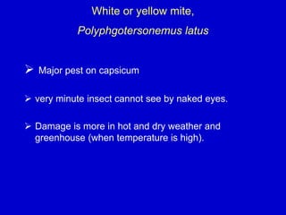 White or yellow mite,
Polyphgotersonemus latus
 Major pest on capsicum
 very minute insect cannot see by naked eyes.
 Damage is more in hot and dry weather and
greenhouse (when temperature is high).
 