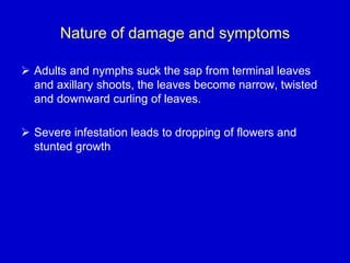 Nature of damage and symptoms
 Adults and nymphs suck the sap from terminal leaves
and axillary shoots, the leaves become narrow, twisted
and downward curling of leaves.
 Severe infestation leads to dropping of flowers and
stunted growth
 
