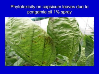 Phytotoxicity on capsicum leaves due to
pongamia oil 1% spray
 