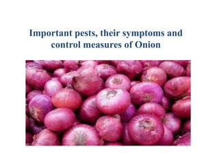 Important pests, their symptoms and
control measures of Onion
 