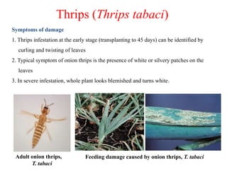 Thrips (Thrips tabaci)
Symptoms of damage
1. Thrips infestation at the early stage (transplanting to 45 days) can be identified by
curling and twisting of leaves
2. Typical symptom of onion thrips is the presence of white or silvery patches on the
leaves
3. In severe infestation, whole plant looks blemished and turns white.
Feeding damage caused by onion thrips, T. tabaciAdult onion thrips,
T. tabaci
 