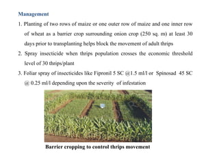 Management
1. Planting of two rows of maize or one outer row of maize and one inner row
of wheat as a barrier crop surrounding onion crop (250 sq. m) at least 30
days prior to transplanting helps block the movement of adult thrips
2. Spray insecticide when thrips population crosses the economic threshold
level of 30 thrips/plant
3. Foliar spray of insecticides like Fipronil 5 SC @1.5 ml/l or Spinosad 45 SC
@ 0.25 ml/l depending upon the severity of infestation
Barrier cropping to control thrips movement
 