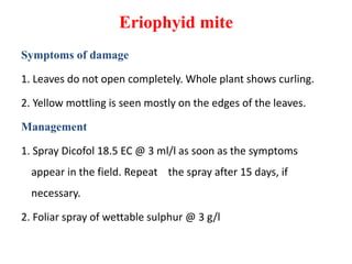 Eriophyid mite
Symptoms of damage
1. Leaves do not open completely. Whole plant shows curling.
2. Yellow mottling is seen mostly on the edges of the leaves.
Management
1. Spray Dicofol 18.5 EC @ 3 ml/l as soon as the symptoms
appear in the field. Repeat the spray after 15 days, if
necessary.
2. Foliar spray of wettable sulphur @ 3 g/l
 