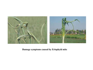 Damage symptoms caused by Eriophyid mite
 