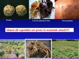Potato Carrot and beet root Sweet potato
Almost all vegetables are prone to nematode attack!!!!
 