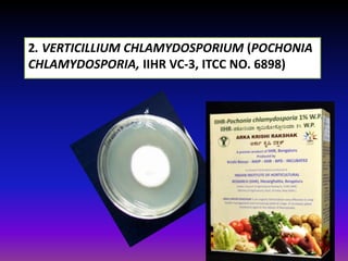 2. VERTICILLIUM CHLAMYDOSPORIUM (POCHONIA
CHLAMYDOSPORIA, IIHR VC-3, ITCC NO. 6898)
 