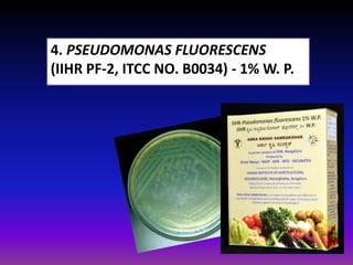 4. PSEUDOMONAS FLUORESCENS
(IIHR PF-2, ITCC NO. B0034) - 1% W. P.
 