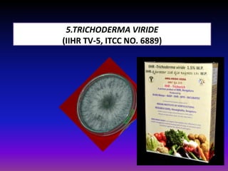 5.TRICHODERMA VIRIDE
(IIHR TV-5, ITCC NO. 6889)
 