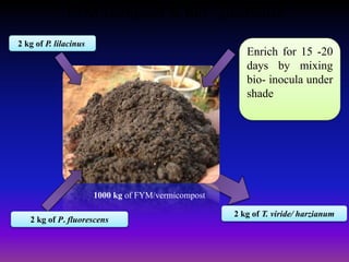 FYM-compost & Bio - pesticide
1000 kg of FYM/vermicompost
2 kg of P. lilacinus
2 kg of P. fluorescens
Enrich for 15 -20
days by mixing
bio- inocula under
shade
2 kg of T. viride/ harzianum
 