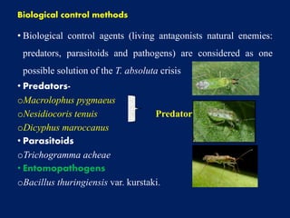 Biological control methods
• Biological control agents (living antagonists natural enemies:
predators, parasitoids and pathogens) are considered as one
possible solution of the T. absoluta crisis
• Predators-
oMacrolophus pygmaeus
oNesidiocoris tenuis Predatory bugs
oDicyphus maroccanus
• Parasitoids
oTrichogramma acheae
• Entomopathogens
oBacillus thuringiensis var. kurstaki.
 