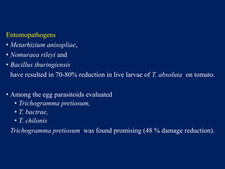 Entomopathogens
• Metarhizium anisopliae,
• Nomuraea rileyi and
• Bacillus thuringiensis
have resulted in 70-80% reduction in live larvae of T. absoluta on tomato.
• Among the egg parasitoids evaluated
• Trichogramma pretiosum,
• T. bactrae,
• T. chilonis
Trichogramma pretiosum was found promising (48 % damage reduction).
 