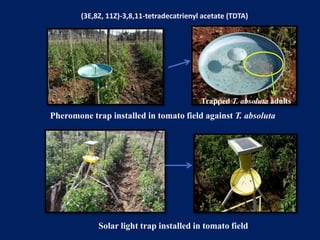 Trapped T. absoluta adults
Pheromone trap installed in tomato field against T. absoluta
Solar light trap installed in tomato field
(3E,8Z, 11Z)-3,8,11-tetradecatrienyl acetate (TDTA)
 