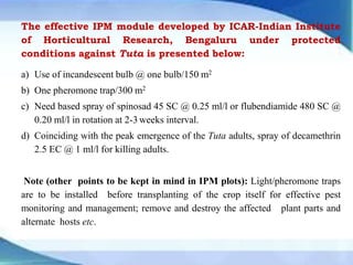 The effective IPM module developed by ICAR-Indian Institute
of Horticultural Research, Bengaluru under protected
conditions against Tuta is presented below:
a) Use of incandescent bulb @ one bulb/150 m2
b) One pheromone trap/300 m2
c) Need based spray of spinosad 45 SC @ 0.25 ml/l or flubendiamide 480 SC @
0.20 ml/l in rotation at 2-3 weeks interval.
d) Coinciding with the peak emergence of the Tuta adults, spray of decamethrin
2.5 EC @ 1 ml/l for killing adults.
Note (other points to be kept in mind in IPM plots): Light/pheromone traps
are to be installed before transplanting of the crop itself for effective pest
monitoring and management; remove and destroy the affected plant parts and
alternate hosts etc.
 