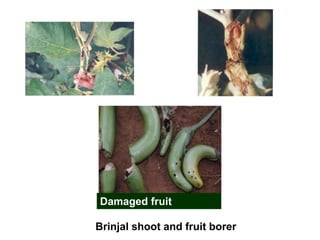 Major pests of Brinjal
Damaged fruit
Brinjal shoot and fruit borer
 