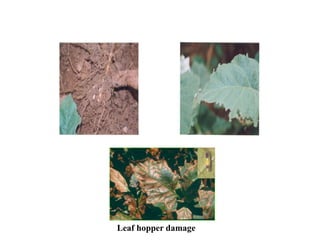 Brinjal ash weevil, Myllocerous subfasiciatus
Leaf hopper damage
 