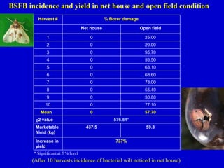 BSFB incidence and yield in net house and open field condition
Harvest # % Borer damage
Net house Open field
1 0 25.00
2 0 29.00
3 0 95.70
4 0 53.50
5 0 63.10
6 0 68.60
7 0 78.00
8 0 55.40
9 0 30.80
10 0 77.10
Mean 0 57.70
2 value 576.84*
Marketable
Yield (kg)
437.5 59.3
Increase in
yield
737%
* Significant at 5 % level
(After 10 harvests incidence of bacterial wilt noticed in net house)
 