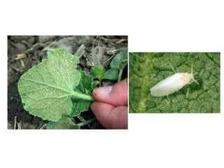 Whitefly, Bemisia tabaci
 