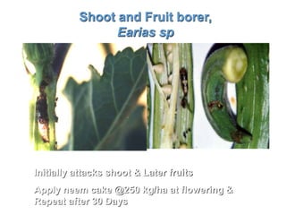 Shoot and Fruit borer,
Earias sp
Initially attacks shoot & Later fruits
Apply neem cake @250 kg/ha at flowering &
Repeat after 30 Days
 