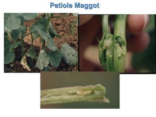 Petiole Maggot
 