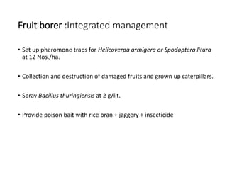 Fruit borer :Integrated management
• Set up pheromone traps for Helicoverpa armigera or Spodoptera litura
at 12 Nos./ha.
• Collection and destruction of damaged fruits and grown up caterpillars.
• Spray Bacillus thuringiensis at 2 g/lit.
• Provide poison bait with rice bran + jaggery + insecticide
 