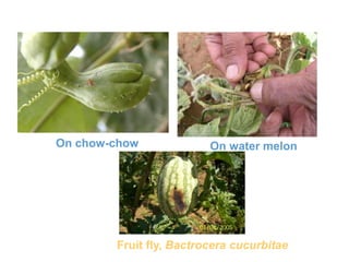 Cucurbits
Fruit fly, Bactrocera cucurbitae
On chow-chow On water melon
 